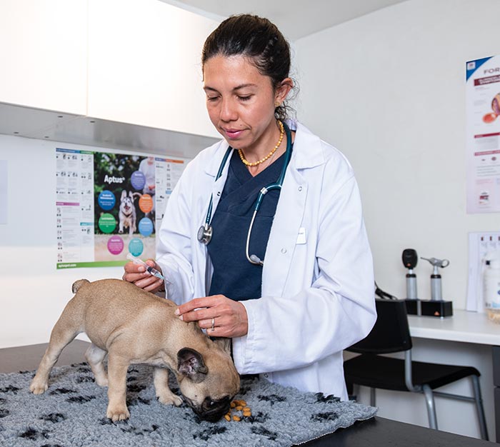 Vaccination hunde - Hellerup Dyreklinik